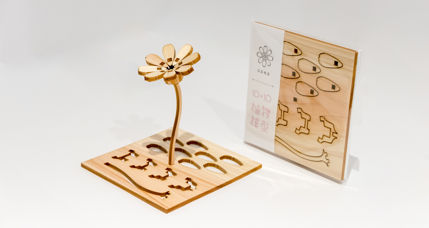 植物模型　コスモス